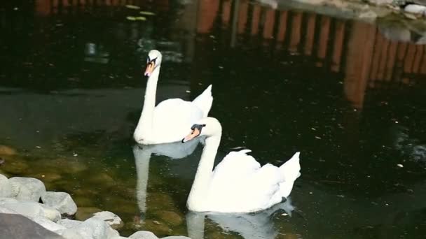 Cygne nageant dans le lac Ukraine — Video