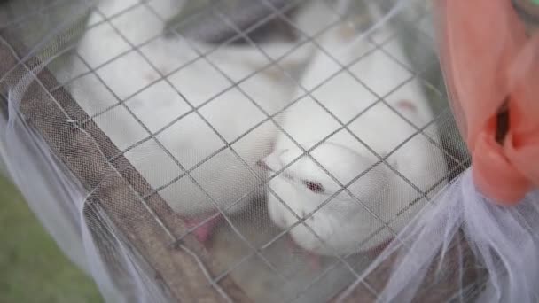 Pigeons dans une cage pour le marié et le marié — Video