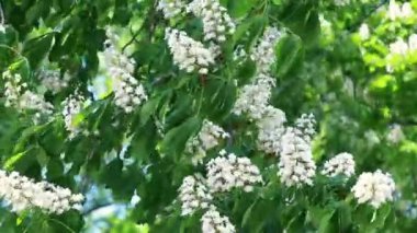 güzel beyaz kestane rüzgarda geliştirmek