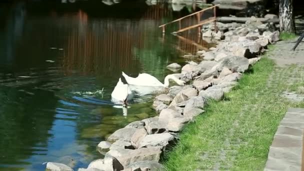 Cisne nadando en el lago Ucrania — Vídeo de stock