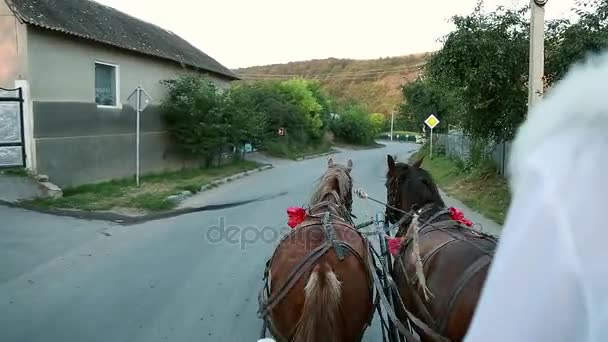 Zwei Pferde in einem Wagen mit den Augen eines Bräutigams — Stockvideo