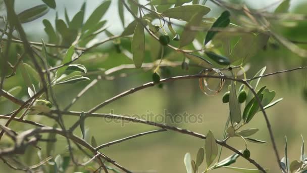 Красивые обручальные кольца на ветвях оливкового дерева — стоковое видео