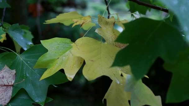Hermoso árbol de arce verde y amarillo de verano balanceándose en el viento — Vídeo de stock