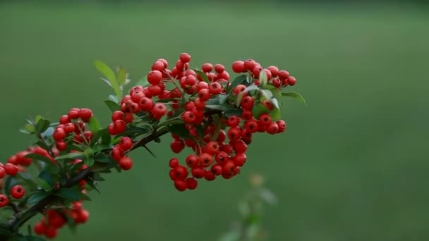 Ukraine, the red kalina is a symbol of the Ukrainian people — Stock Video