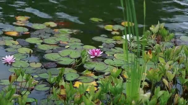 Jesień, piękne koronki na spokojne jezioro — Wideo stockowe