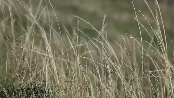 ウクライナの草原、乾燥草岩風に — ストック動画
