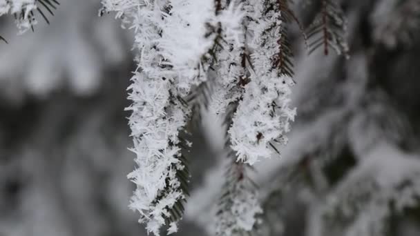 Der Ast des Baumes ist von allen Seiten mit Schnee bedeckt — Stockvideo