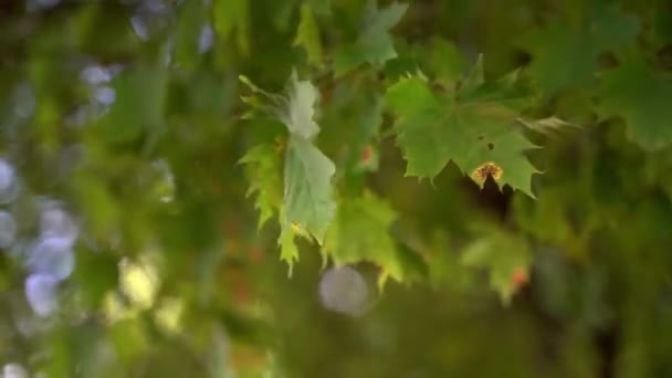 Φύλλα σφενδάμου, άνεμος, κοντά — Αρχείο Βίντεο