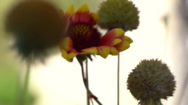 Yakından bakınca, yabani bir çiçeğin içine bir arı süzülüyor.