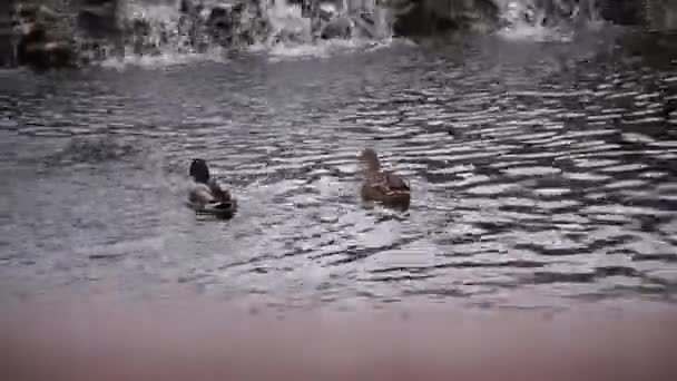 Утки на искусственно созданном водохранилище — стоковое видео