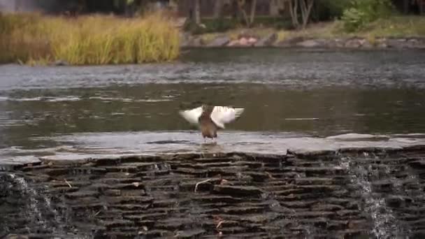 Качки на штучно створеному водоймі — стокове відео