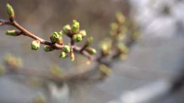 20 Mart 'ta, bir elma ağacının tomurcukları ortaya çıkar.