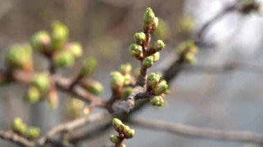 20 Mart 'ta, bir elma ağacının tomurcukları ortaya çıkar.
