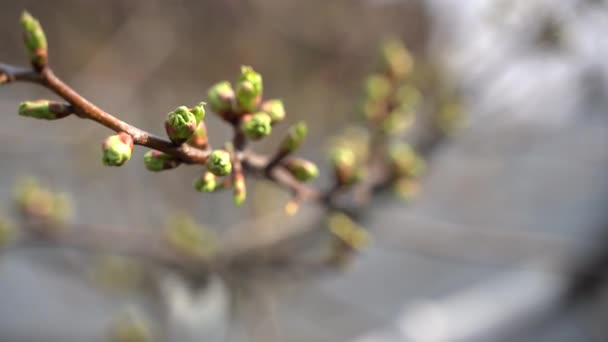 2020年3月 揭示了一棵苹果树的芽 — 图库视频影像