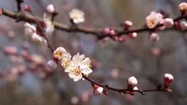 20 Mart. Yakın plan, kayısı çiçeği 4k.