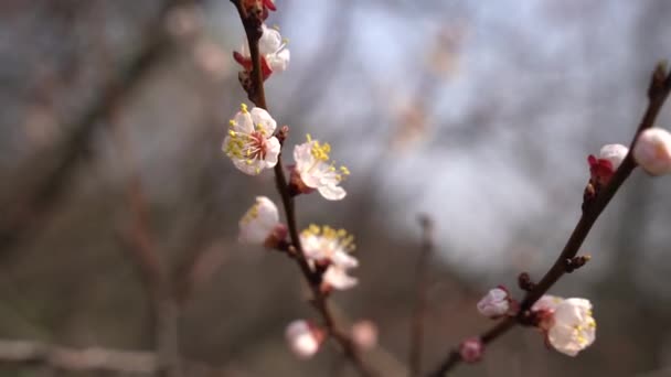 Marzec 2020 Zbliżenie Kwiaty Moreli — Wideo stockowe