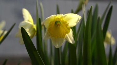20 Mart. Yaklaş, nergisler çiçek açıyor.