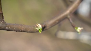 Mart 2020. Yakın plan, açılmamış armut tomurcukları