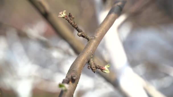 2020年3月 閉じて 開かれていない梨の芽 — ストック動画