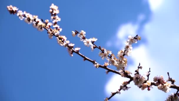 Vicino, maggio, fiori di ciliegio, api volano sui fiori — Video Stock