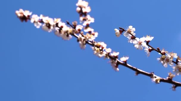 关闭，五月，樱花盛开，蜜蜂在花朵上飞翔 — 图库视频影像