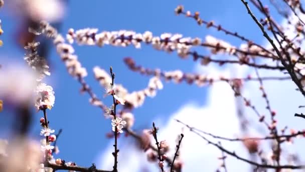 关闭，五月，樱花盛开，蜜蜂在花朵上飞翔 — 图库视频影像