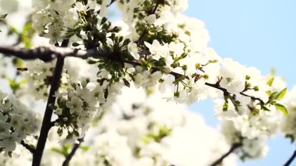 Zblizka, květen, třešňové květy, včely na květinách — Stock video