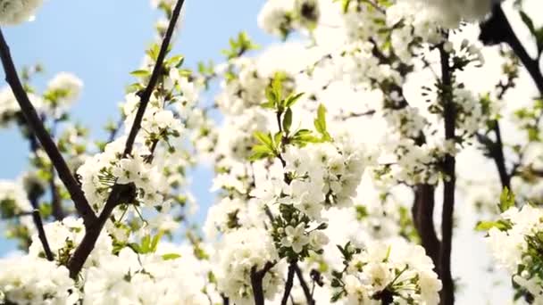 Cerca, mayo, flores de cerezo, abejas vuelan sobre flores — Vídeo de stock