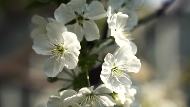 Близко, май, цветет вишня, пчелы летают на цветах — стоковое видео