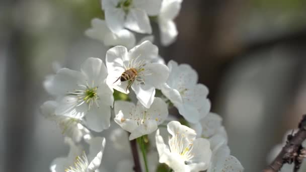 Yaklaş, May, kiraz çiçekleri, arılar çiçeklerin üzerinde uçar — Stok video