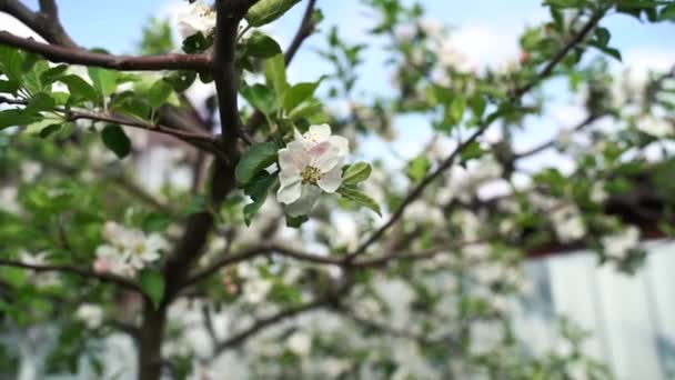 Close up, May, cherry blossoms, bees fly on flowers — Stock Video