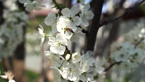 Cerca, mayo, flores de cerezo, abejas vuelan sobre flores — Vídeo de stock