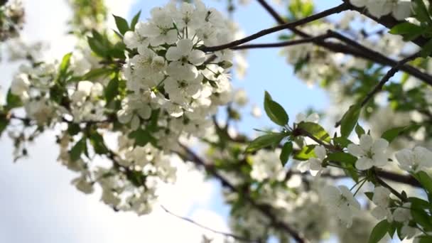 Close up, May, flores de cereja, abelhas voam em flores — Vídeo de Stock