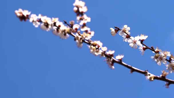 Близко, май, цветет вишня, пчелы летают на цветах — стоковое видео