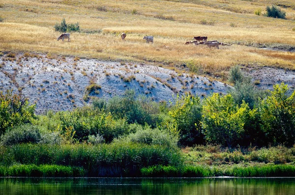 Bank of Don river in Donskoi national park with cows graze among white chalk hills. Green grass on other side of river. Beautiful daylight landscape lit by sun. Volgograd region, Russia