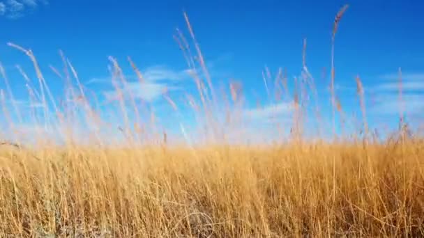 Golden ears of grass swaying in the light breeze at sunset. Beautiful white clouds and blue sky on horizon. This video nicely represents village. Peaceful and calmness landscape of steppe — Stock Video