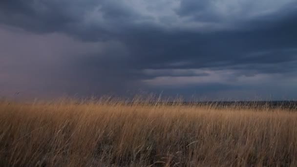 Orecchie d'erba dorata ondeggianti nella brezza al tramonto. Pesanti nuvole di pioggia blu scuro all'orizzonte. Presto sarà più buio e piovoso. — Video Stock