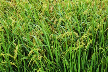 Pirinç tarlaları teraslı Tayland, Vietnam veya Bali