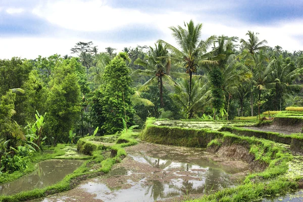 Pól ryżowych na tarasowych Tajlandii, Wietnamie czy Bali — Zdjęcie stockowe