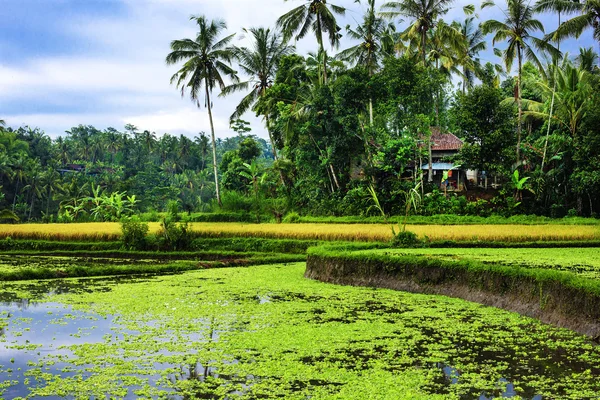 Rice fields on terraced Thailand, Vietnam or Bali — Φωτογραφία Αρχείου