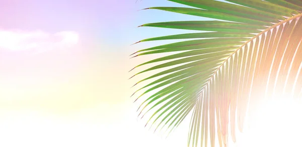 Palm tree listy nad pozadím klidné tropické pláže, modré moře šířku kartu — Stock fotografie