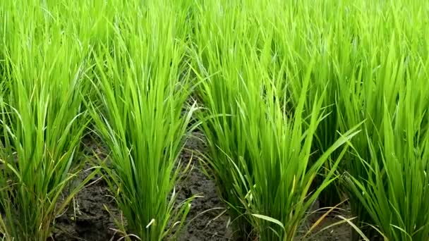 Casa balinesa em campos de arroz verde — Vídeo de Stock