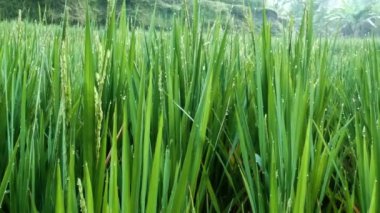 Pirinç Teras alanı. Ubud. Bali. Endonezya.