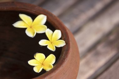 Çiçek plumeria veya frangipani kil sürahi su dekore edilmiş. Zen tarzı spa meditasyon ruh hali için kase