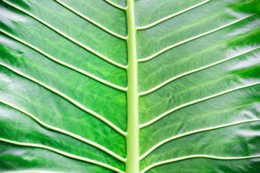 yeşil yaprak makro arka plan