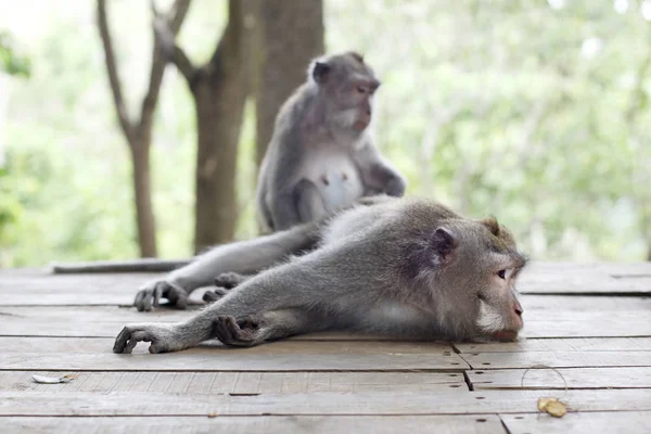 Retrato de macaco da vida selvagem — Fotografia de Stock
