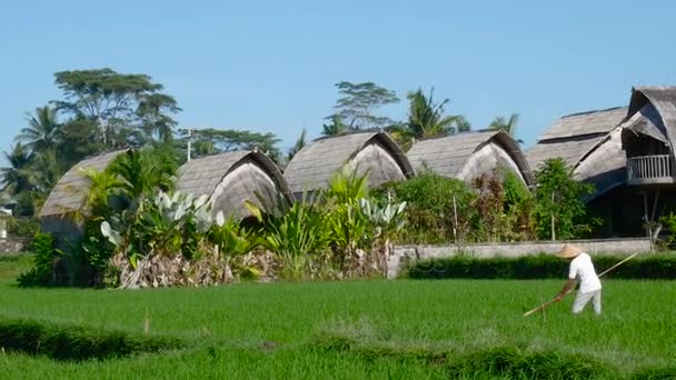 Boer werkt hard aan rijst veld in Bali — Stockvideo