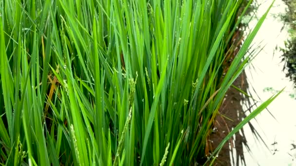 Campo de Rice Terrace. Ubud. ¡Bali! Países Bajos . — Vídeos de Stock