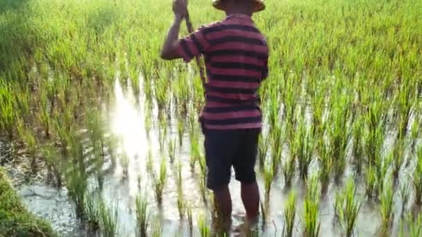 Agricultor trabajando en el campo de arroz en Bali Indonesia — Vídeo de stock