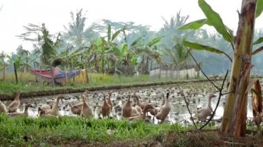 Bali Ubud yakınındaki pirinç terasta Geeses vardır